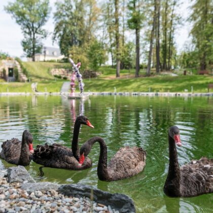 Zámecké jezírko s černými labutěmi v zámeckém parku