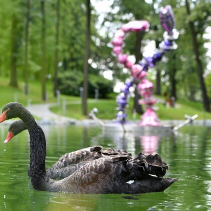 Jezírko v zámeckém parku s černými labutěmi a sousoším Blanky Matragi